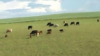 Amateur Dutch Teen Enjoys Rough Anal Sex In The Countryside
